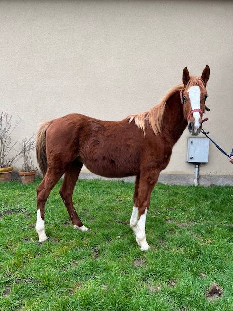 Castrone Sella Francese In vendita 2023 Sauro ,  ROY DE LA VALLEE