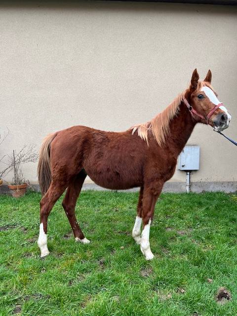 Castrone Sella Francese In vendita 2023 Sauro ,  ROY DE LA VALLEE