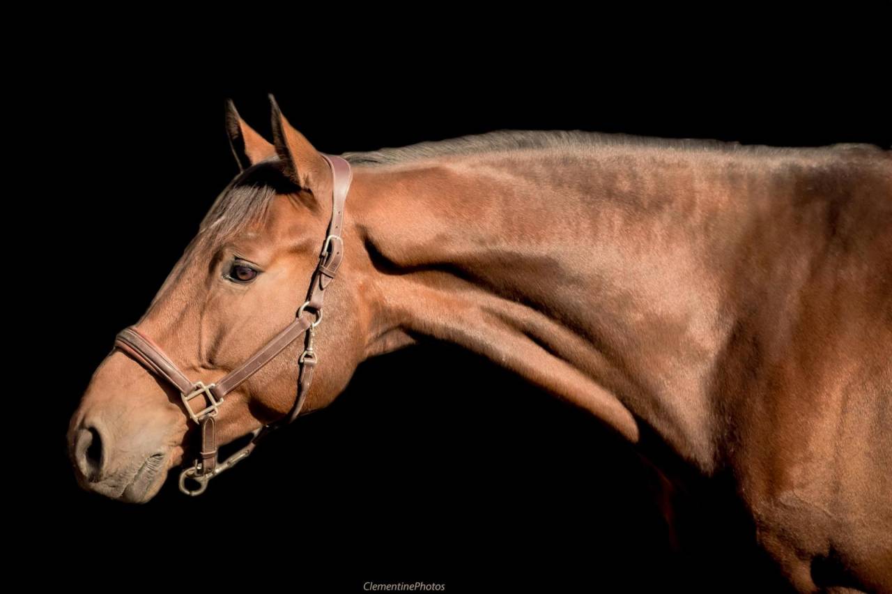 Castrone Holsteiner In vendita 2018 Baio ,  CANTURANO