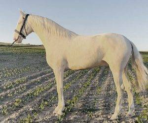 Castrone Origine Non Constatata In vendita 2021 Altro colore