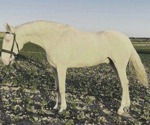 Castrone Origine Non Constatata In vendita 2021 Altro colore