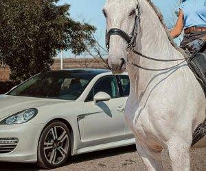 Castrone Lusitano In vendita 2013 Grigio