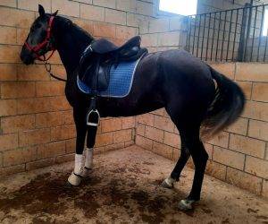 Cavalla Origine Non Constatata In vendita 2021 Grigio