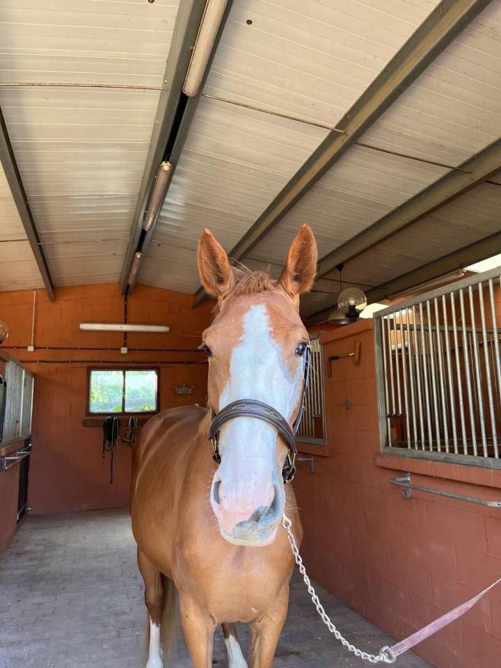 Cavalla Sella Francese In vendita 2021 Sauro ,  Colorit