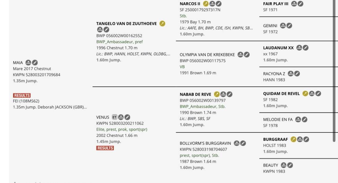 Cavalla Sella Francese In vendita 2021 Sauro ,  Colorit