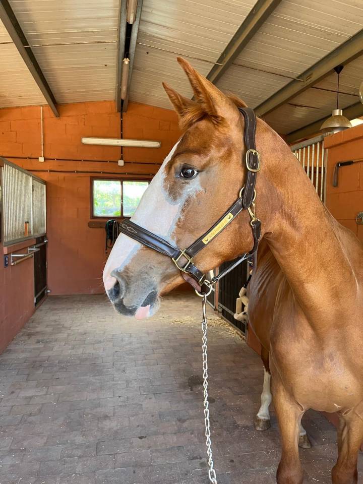 Cavalla Sella Francese In vendita 2021 Sauro ,  Colorit