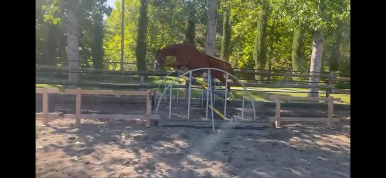 Cavalla Sella Francese In vendita 2021 Sauro ,  Colorit