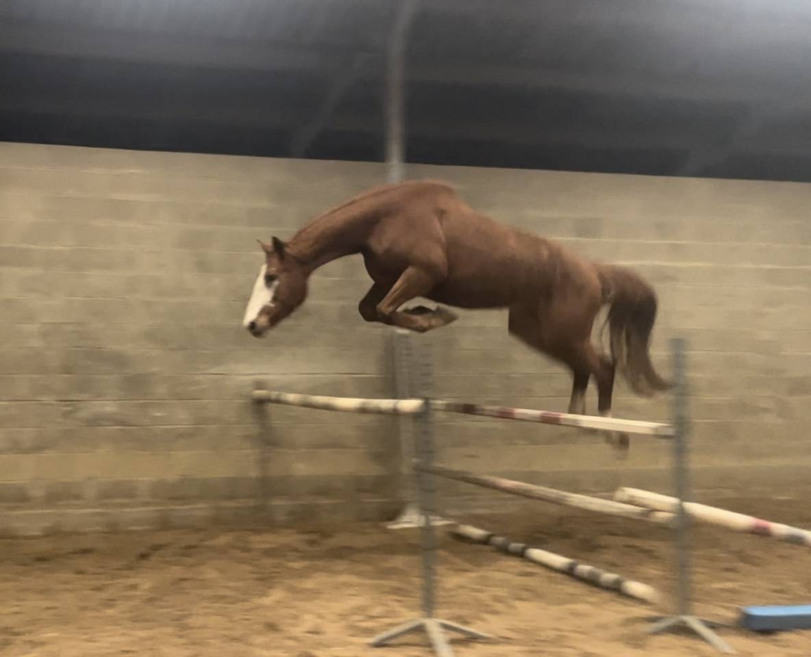 Cavalla Sella Francese In vendita 2021 Sauro ,  Colorit