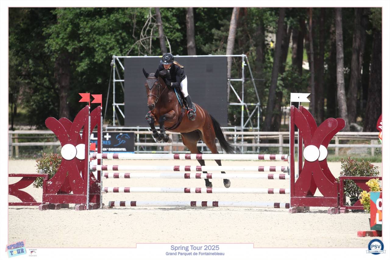 Cavalla Sella Francese In vendita 2021 Baio ,  MASTER VAN DE HELLE (BEL) SBS 1996