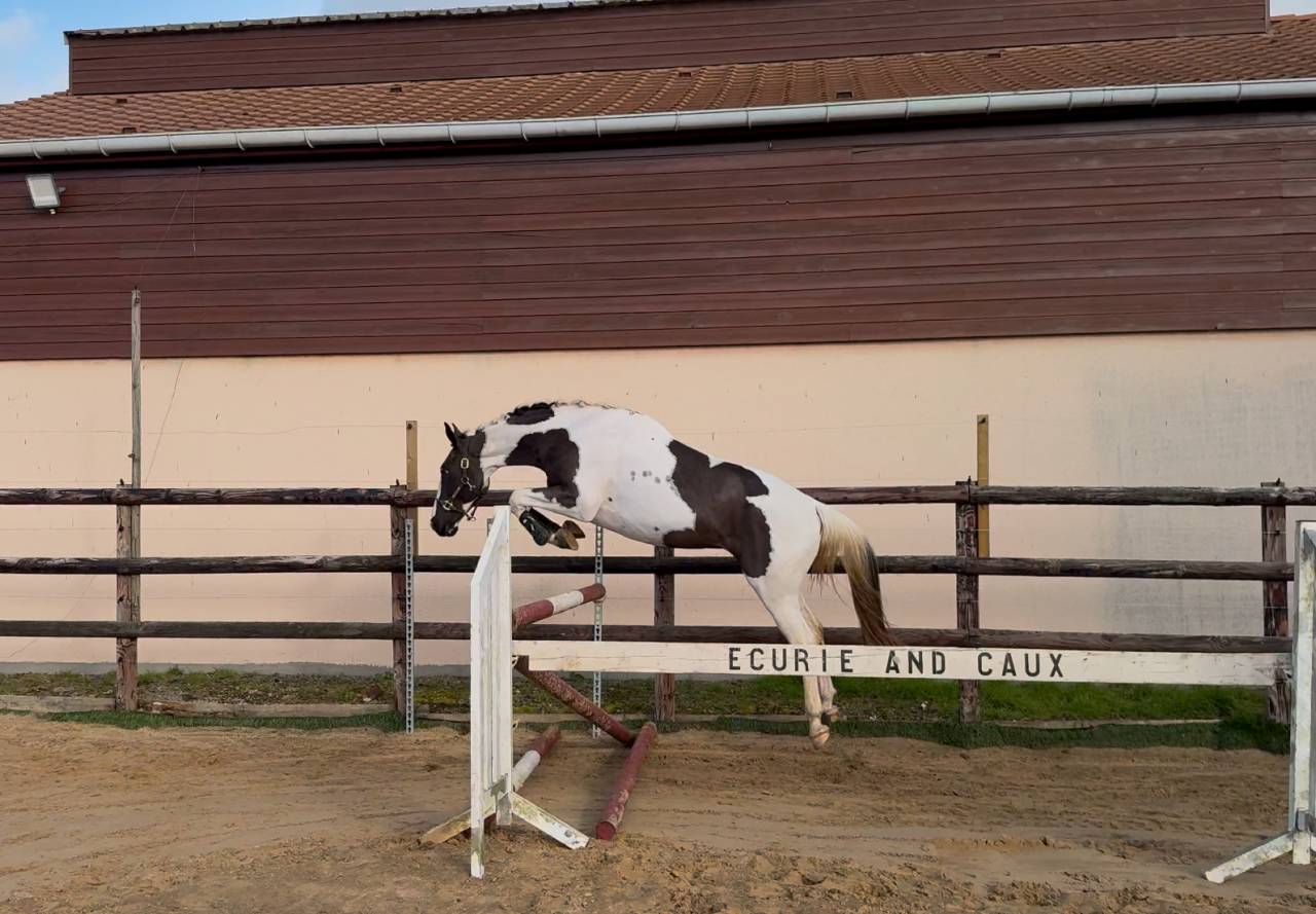 Linvictus d’Enjoy  - AES Anglo European Studbook 2021 ,  grimoire d’elphen