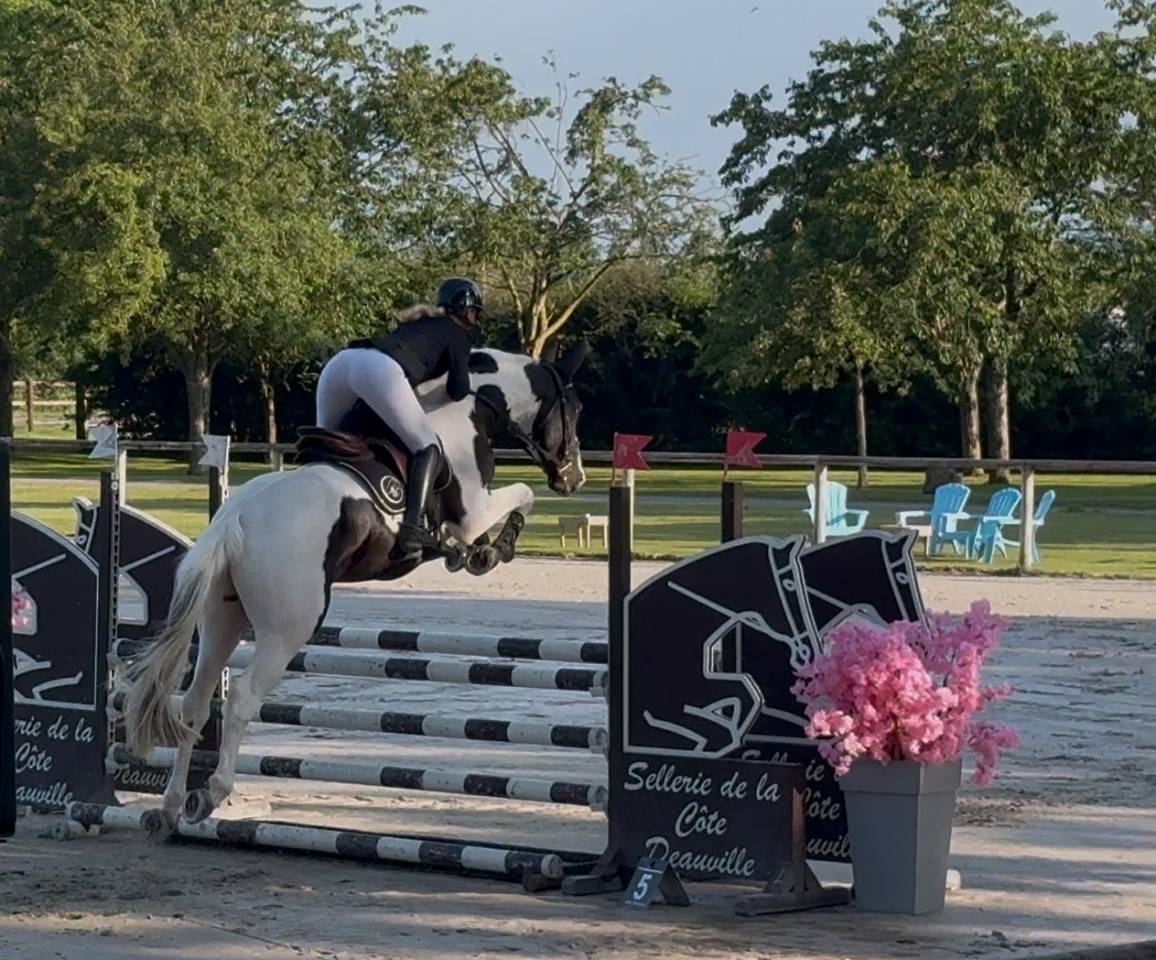 Linvictus d&rsquo;Enjoy  - AES Anglo European Studbook 2021 ,  grimoire d&rsquo;elphen