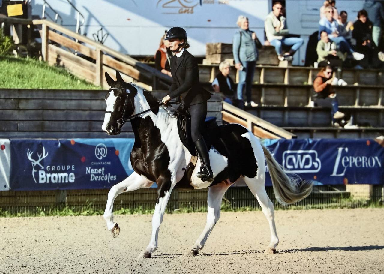 Linvictus d&rsquo;Enjoy  - AES Anglo European Studbook 2021 ,  grimoire d&rsquo;elphen