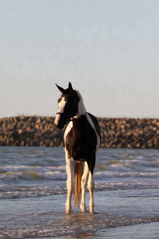 Linvictus d&rsquo;Enjoy  - AES Anglo European Studbook 2021 ,  grimoire d&rsquo;elphen