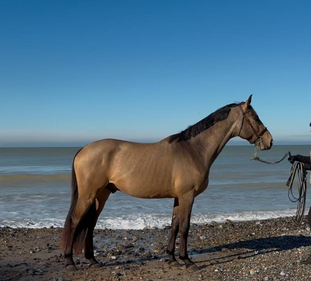 Mystère d’elphen  - Sella Francese 2022 ,  Hanes