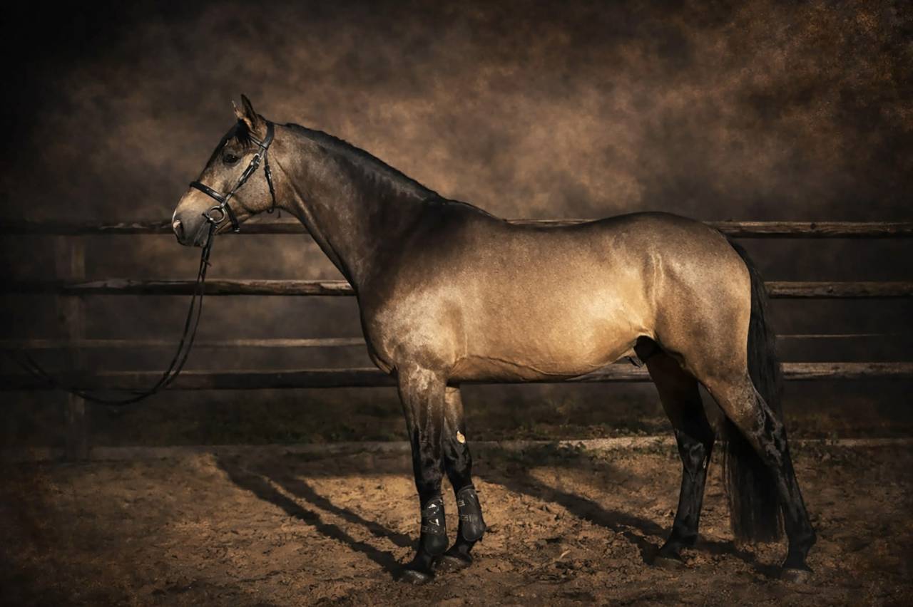 Myst&egrave;re d&rsquo;elphen  - Sella Francese 2022 ,  Hanes