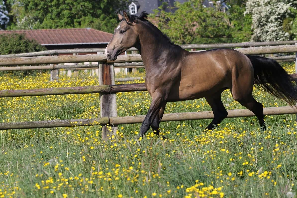 Myst&egrave;re d&rsquo;elphen  - Sella Francese 2022 ,  Hanes