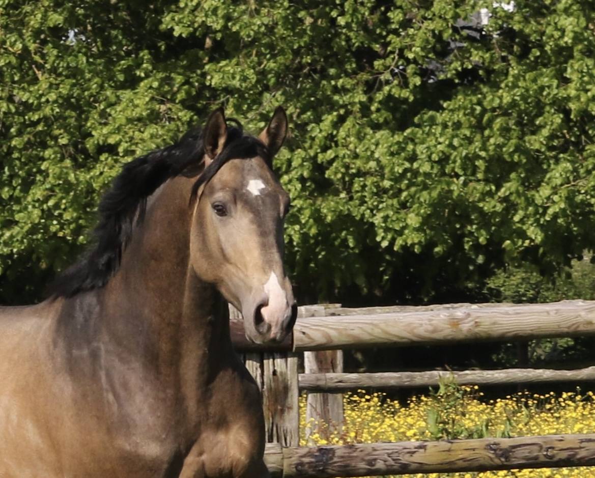 Myst&egrave;re d&rsquo;elphen  - Sella Francese 2022 ,  Hanes