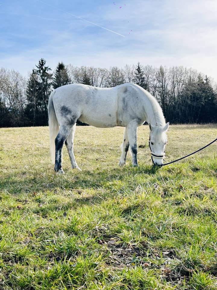 Castrone Connemara In vendita 2013 Baio ,  espoir kerhamonic
