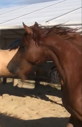 Puledra Arabo In vendita 2022 Sauro ,  RAMSES ORIENTAL