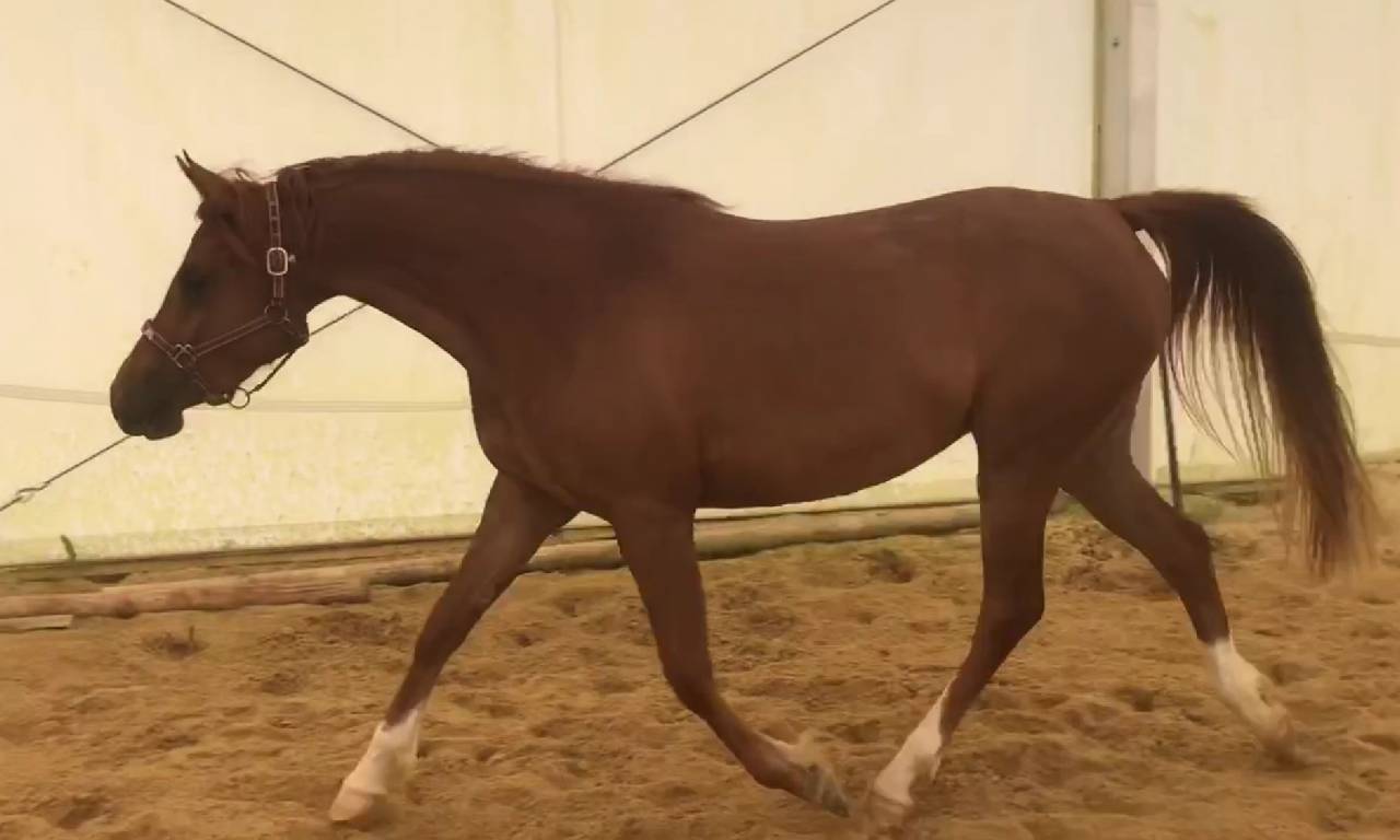 Puledra Arabo In vendita 2022 Sauro ,  RAMSES ORIENTAL