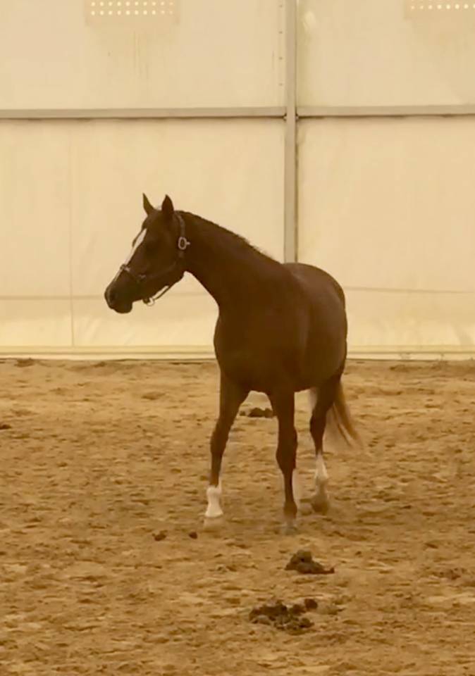 Puledra Arabo In vendita 2022 Sauro ,  RAMSES ORIENTAL