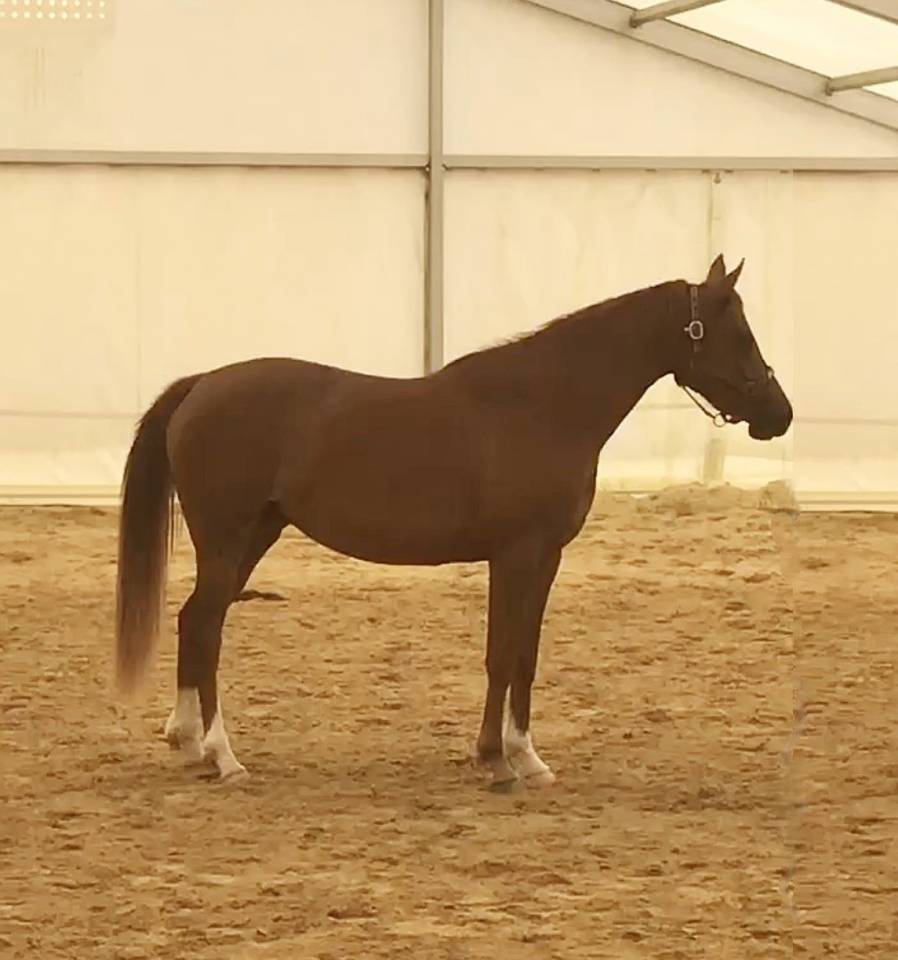 Puledra Arabo In vendita 2022 Sauro ,  RAMSES ORIENTAL