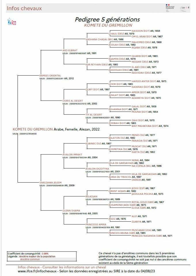 Puledra Arabo In vendita 2022 Sauro ,  RAMSES ORIENTAL