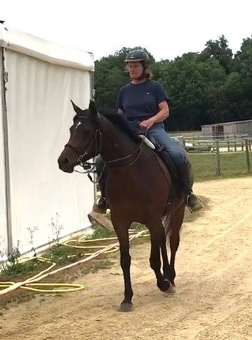 Cavalla Arabo In vendita 2022 Baio ,  RAMSES ORIENTAL