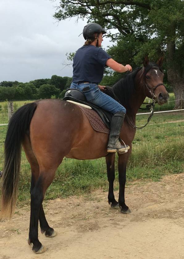 Cavalla Arabo In vendita 2022 Baio ,  RAMSES ORIENTAL