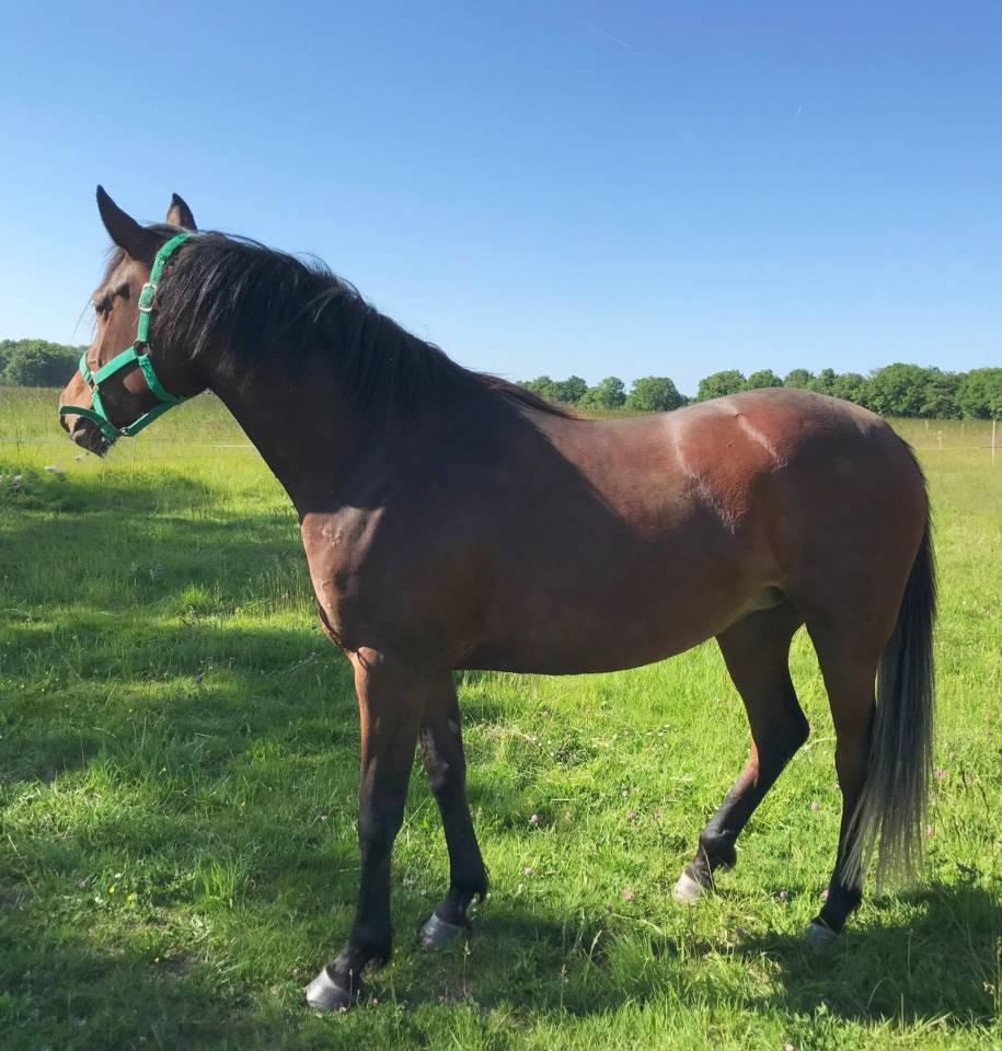 Cavalla Arabo In vendita 2022 Baio ,  RAMSES ORIENTAL