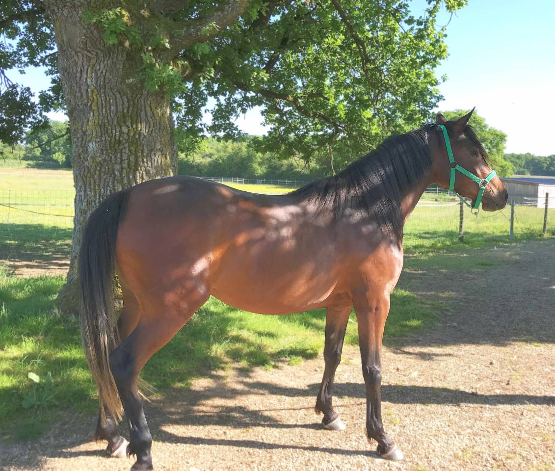 Cavalla Arabo In vendita 2022 Baio ,  RAMSES ORIENTAL