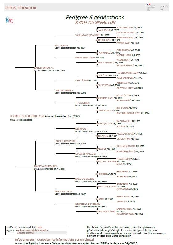 Cavalla Arabo In vendita 2022 Baio ,  RAMSES ORIENTAL