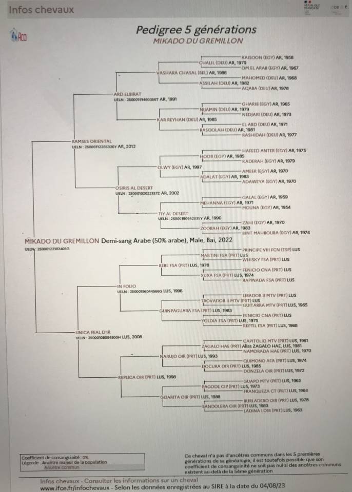 Castrone Mezzo Sangue Arabo In vendita 2022 Baio ,  RAMSES ORIENTAL