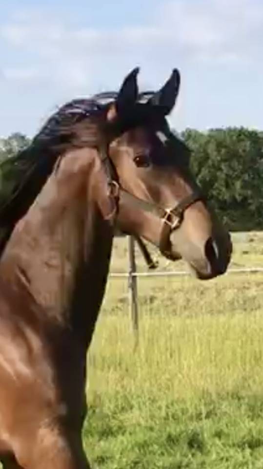 Castrone Mezzo Sangue Arabo In vendita 2022 Baio ,  RAMSES ORIENTAL