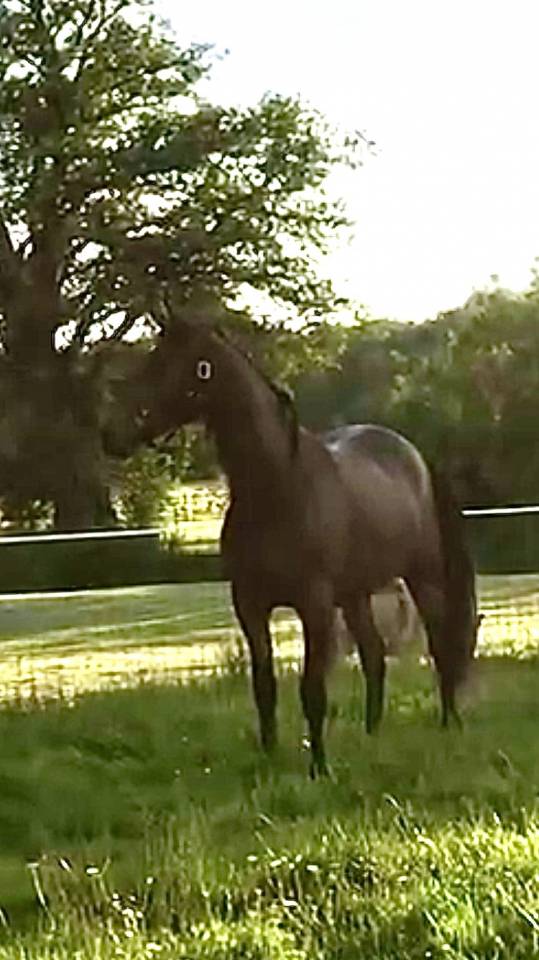 Castrone Mezzo Sangue Arabo In vendita 2022 Baio ,  RAMSES ORIENTAL