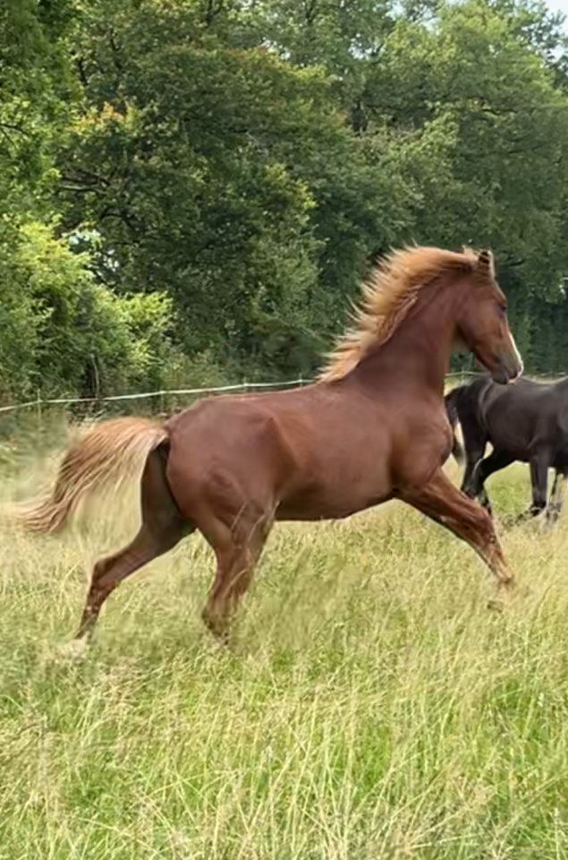 Castrone Mezzo Sangue Arabo In vendita 2024 Sauro ,  RAMSES ORIENTAL