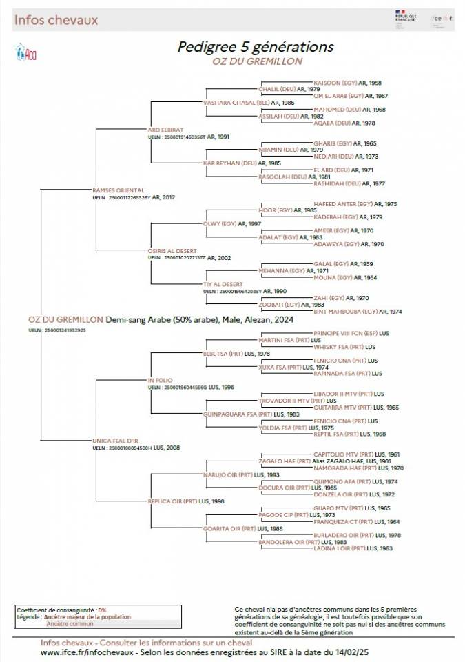 Castrone Mezzo Sangue Arabo In vendita 2024 Sauro ,  RAMSES ORIENTAL