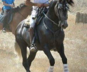 Intero PRE Andaluso In vendita 2018 Grigio