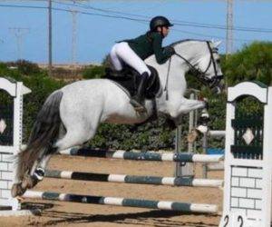 Intero PRE Andaluso In vendita 2012 Grigio