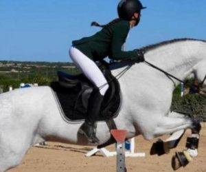 Intero PRE Andaluso In vendita 2012 Grigio