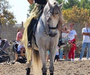 Intero PRE Andaluso In vendita 2012 Grigio
