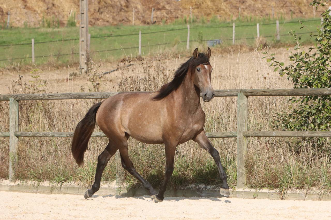 Cavalla PRE Andaluso In vendita 2022 Grigio ,  GUAPO DE LA COMBE