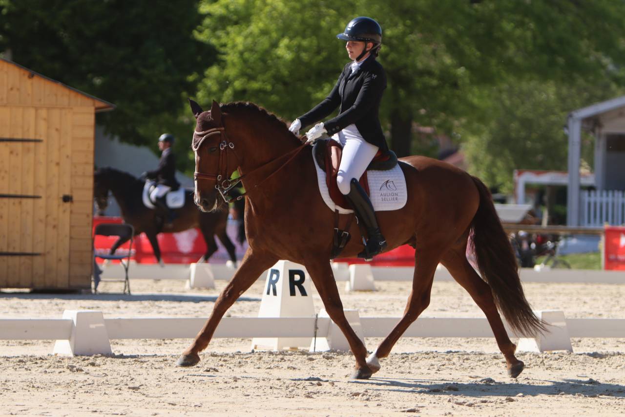 Cavalla PRE Andaluso In vendita 2022 Grigio ,  GUAPO DE LA COMBE