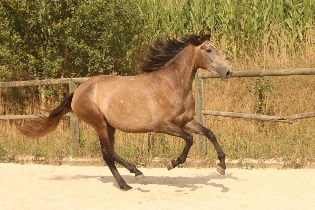 Cavalla PRE Andaluso In vendita 2022 Grigio ,  GUAPO DE LA COMBE