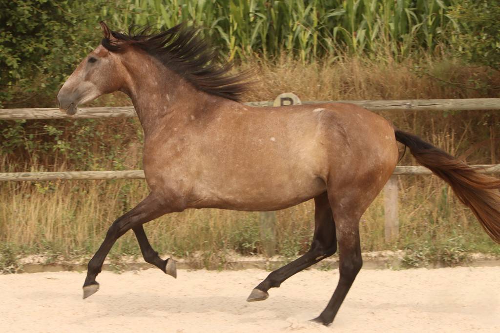 Cavalla PRE Andaluso In vendita 2022 Grigio ,  GUAPO DE LA COMBE