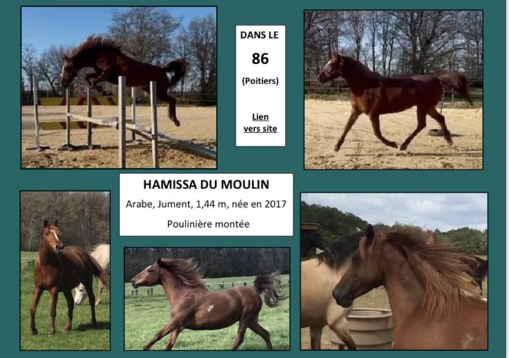 Anne Velluet-Haras du Gremillon | Allevatori cavalli > Allevatori, Cavalli da sport 