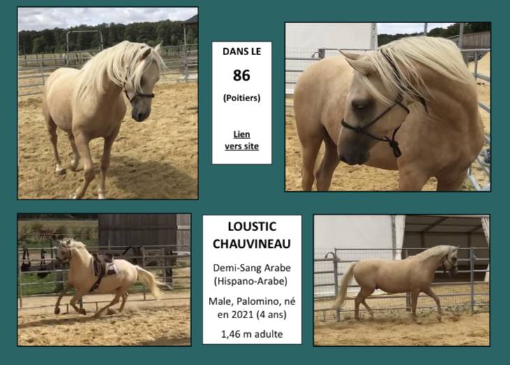 Anne Velluet-Haras du Gremillon | Allevatori cavalli > Allevatori, Cavalli da sport 