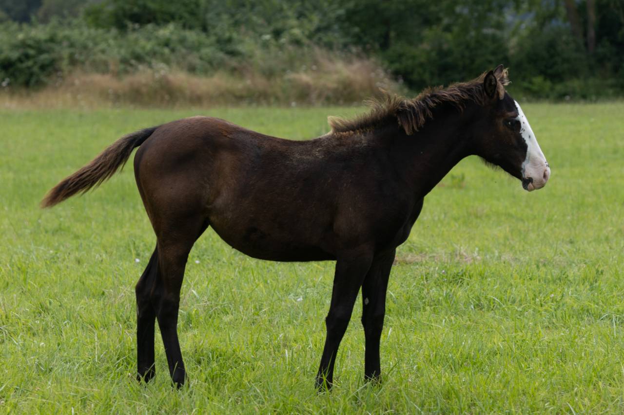 Puledra Paint Horse In vendita 2024 Nero