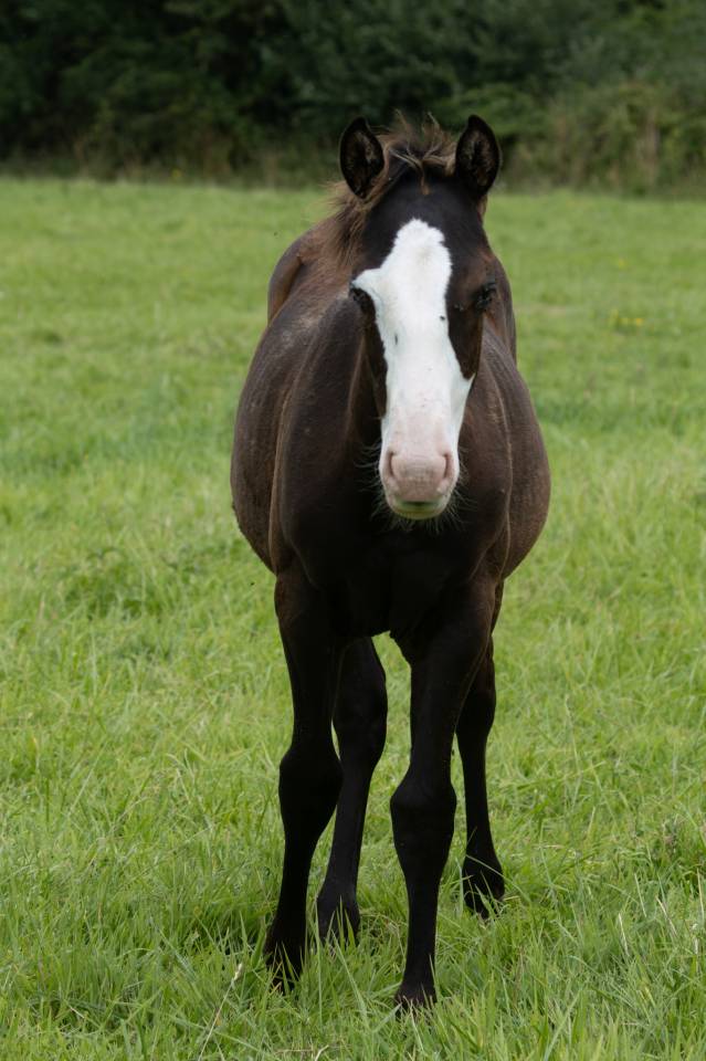 Puledra Paint Horse In vendita 2024 Nero