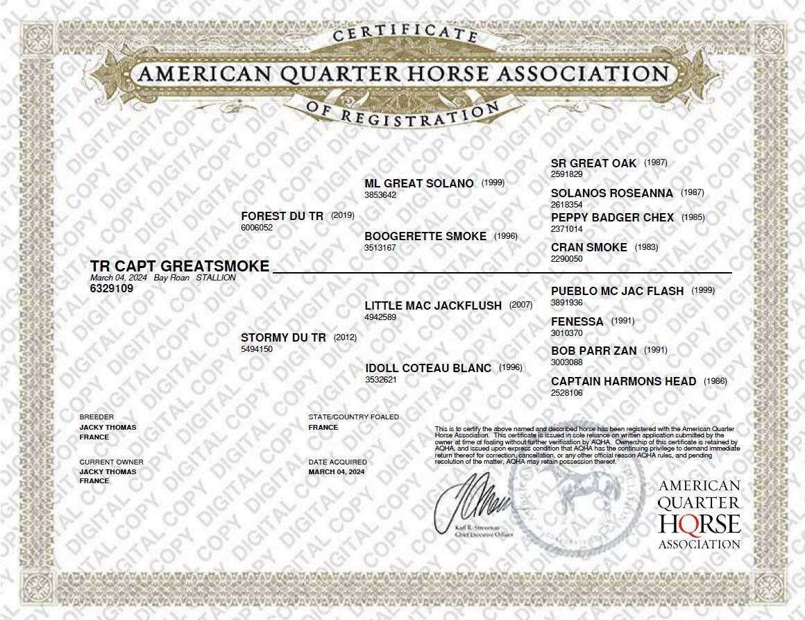 Puledro Quarter Horse In vendita 2024 Roano